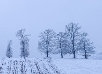 Bare trees on snow covered field 