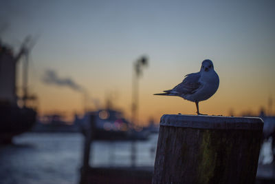 Close-up of seagull perching on wooden post