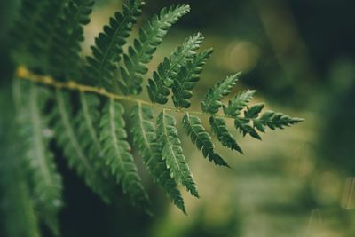 Close-up of fern plant