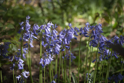 Close-up of lavender flowers blooming outdoors