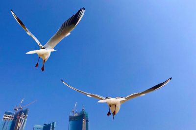 Low angle view of seagulls flying in sky