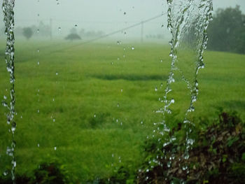 Close-up of wet grass on field