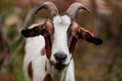 Portrait of a goat