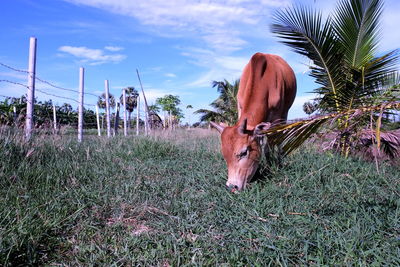 Horse grazing on field against sky