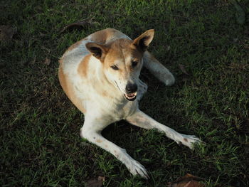 Portrait of dog on field