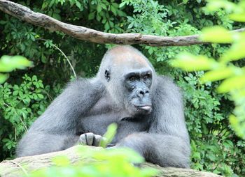 Portrait of monkey sitting outdoors