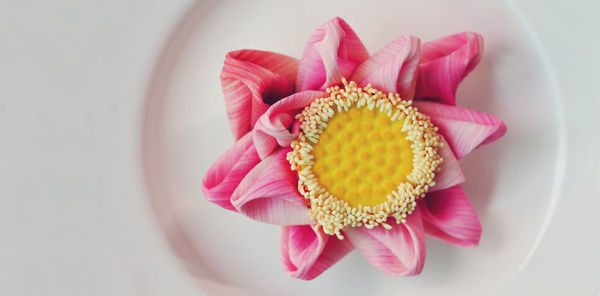 Close-up of pink flower over white background