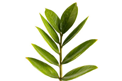 Close-up of leaves against white background