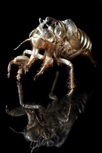 Close-up of insect on black background