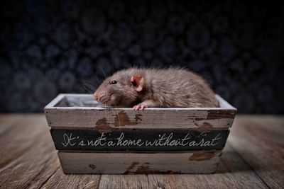 Cute rodent sitting in a wooden box. 