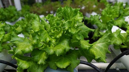 Close-up of fresh green leaves