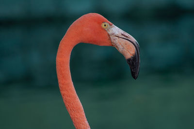 Close-up of a bird