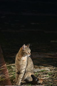 Cat sitting on a field