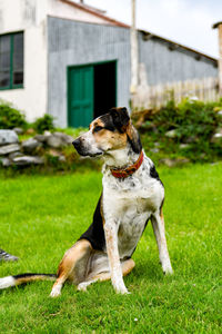 Dog looking away on field