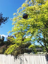 Low angle view of tree against sky