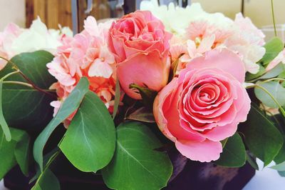 Close-up of pink roses blooming outdoors