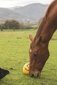 Chestnut mare with pumpkin decorated with hallowen on pasture