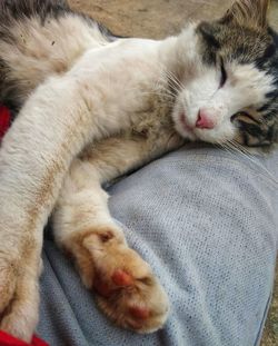 Close-up of cat sleeping on lap