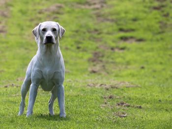 Portrait of dog on field