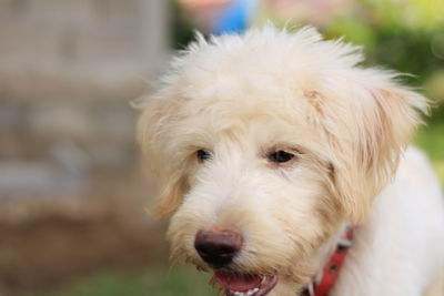 Close-up portrait of white dog