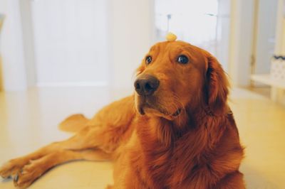 Close-up of dog sitting