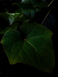 Close-up of green leaf in water