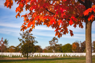 White marble headstones at arlington national cemetery under red and orange leaves in autumn