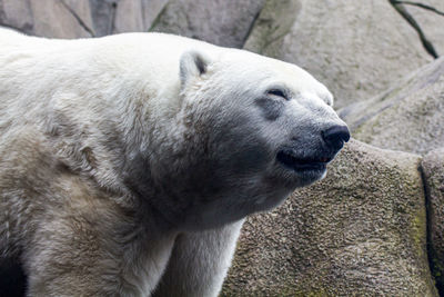 Close-up of white horse in zoo