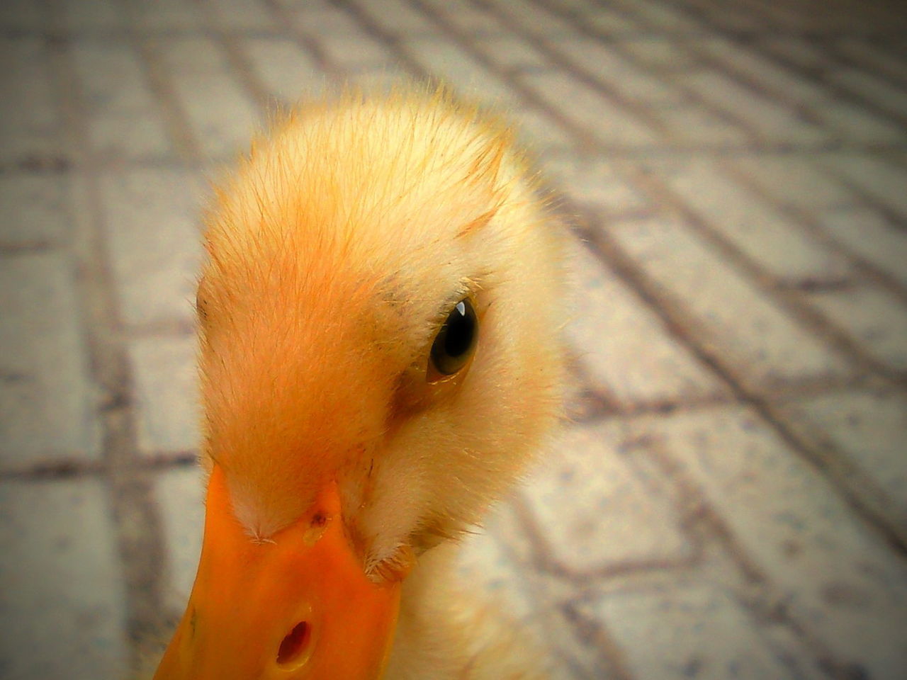 CLOSE-UP OF RABBIT