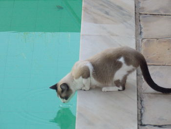 Cat sleeping on wall