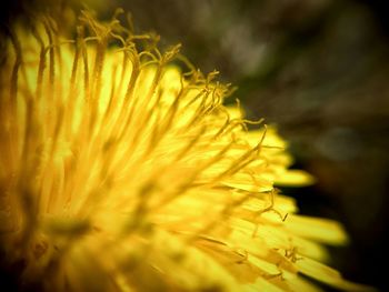 Close-up of flower against blurred background