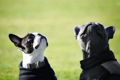 Close-up of dog on field