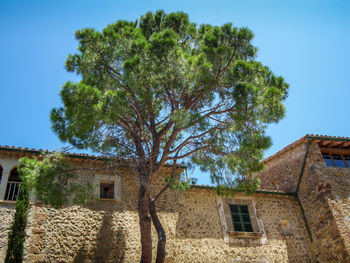 Low angle view of tree against clear sky