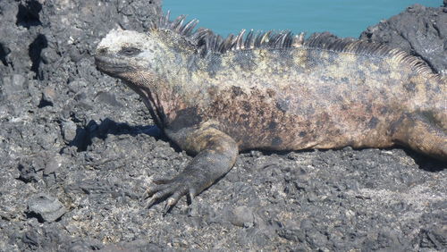 Close-up of marine iguana on  volcanic rock of the galápagos islands. 