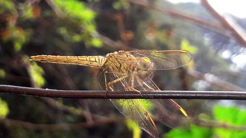 Close-up of dragonfly perching on twig