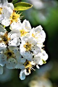 Close-up of white cherry blossoms