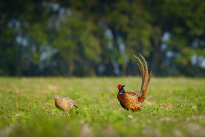 Close-up of pheasants on field