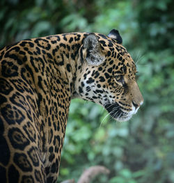 Close-up of a cat