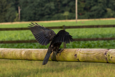 Close-up of bird perching on wooden post