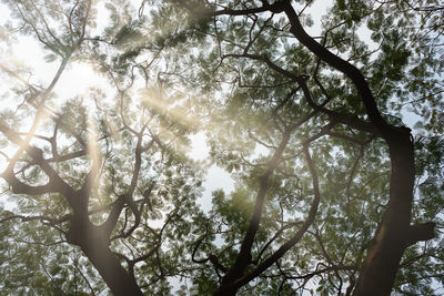 Low angle view of trees against sky