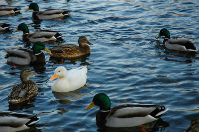 High angle view of mallard ducks swimming in lake