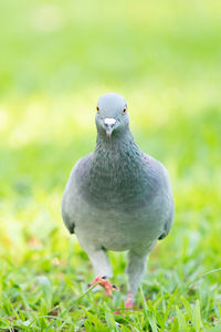 Close-up of bird perching on a field