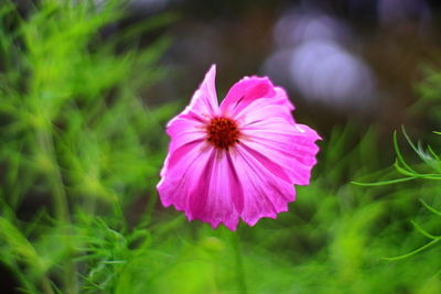 Close-up of pink flower