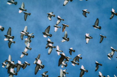 Flock of birds flying against sky