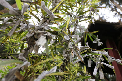 Close-up of flower tree