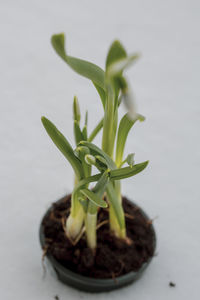 Close-up of snowdrop against white snowy background