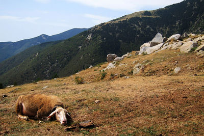 Cow grazing on mountains against sky