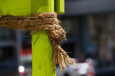 Close-up of rope tied on green wooden post