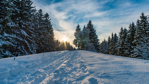 Snow covered street amidst trees against sky during winter