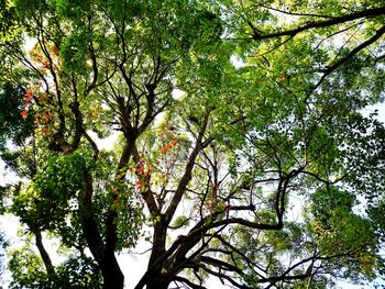 Low angle view of trees